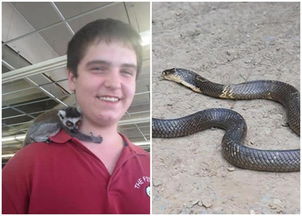 离奇 少年以宠物眼镜蛇自杀 社交网站留言 对不起